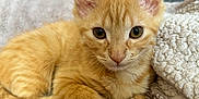 Maggy a rejoint le concours — aidez-le/la à gagner de superbes lots ! kitten, cat, orange_tabby, pet, animal, feline, cute, soft, blanket, cozy, indoor, young, curious, fur, whiskers, ears, relaxed, resting, closeup, comfort