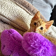 Maggy a rejoint le concours — aidez-le/la à gagner de superbes lots ! kitten, orange_cat, purple_slippers, blanket, cozy, indoor, pet, fur, cute, animal, soft, relaxing, domestic, feline, small, curious, eyes, ears, resting, warm