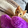 kitten, orange_cat, purple_slippers, blanket, cozy, indoor, pet, fur, cute, animal, soft, relaxing, domestic, feline, small, curious, eyes, ears, resting, warm