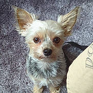 Yoda a rejoint le concours — aidez-le/la à gagner de superbes lots ! dog, small_dog, ears, brown_eyes, carpet, indoor, pet, cute, fur, sitting, animal, looking_up, beige_bag, close_up, companion, domestic, furry, alert, portrait, friendly