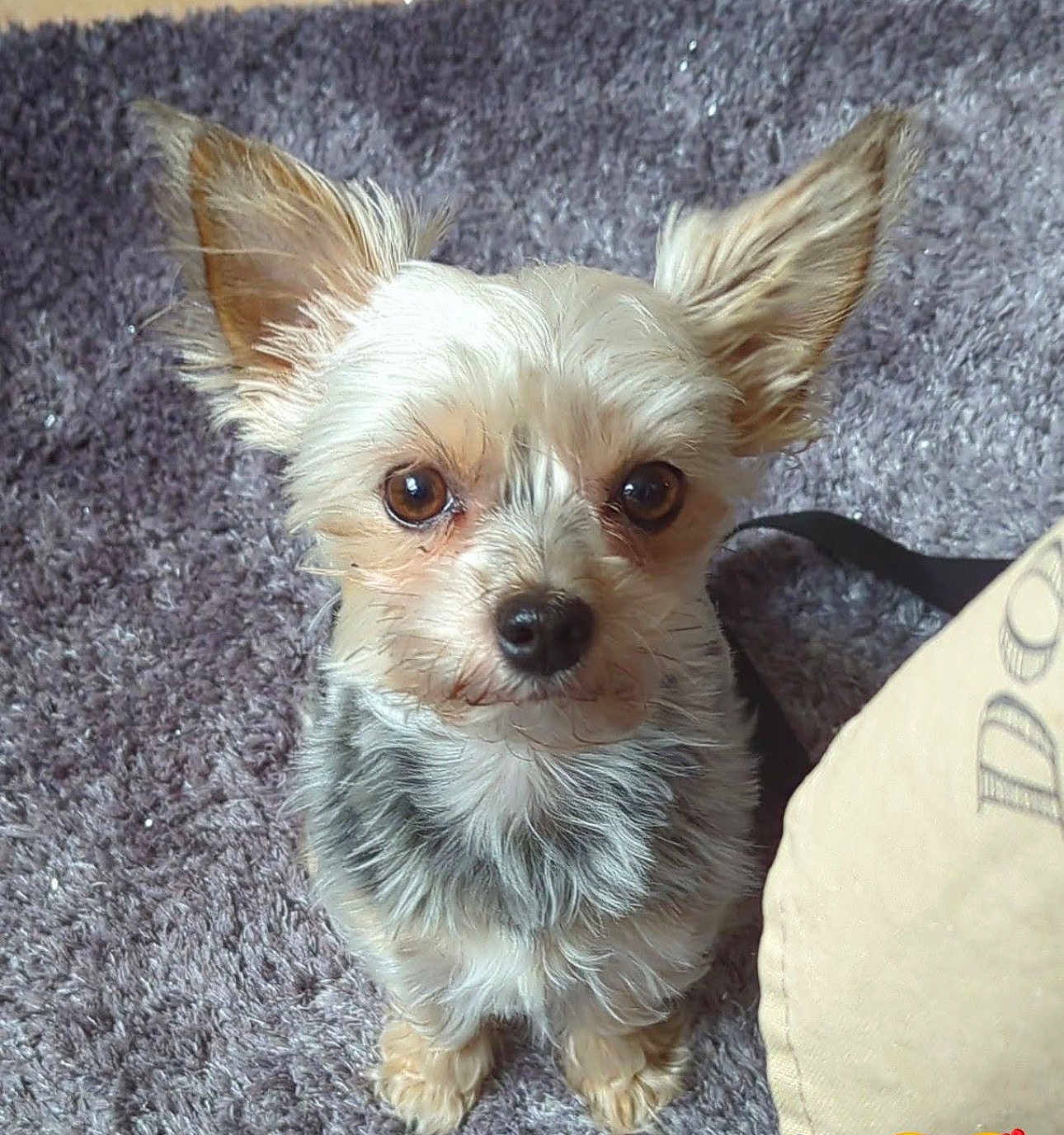 Yoda a rejoint le concours — aidez-le/la à gagner de superbes lots ! dog, small_dog, ears, brown_eyes, carpet, indoor, pet, cute, fur, sitting, animal, looking_up, beige_bag, close_up, companion, domestic, furry, alert, portrait, friendly