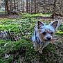 Yoda participe au concours pour gagner de l'argent avec cette photo : dog, small_dog, forest, moss, trees, nature, outdoor, animal, pet, canine, ears, fur, woodland, green, sunlight, leaves, bark, tree_stump, curious, adventure