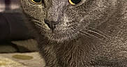 Moonie is registered to the contest to win money with this photo: cat, gray_cat, close_up, yellow_eyes, pet, feline, animal, whiskers, ears, fur, lying_down, resting, indoor, cozy, portrait, mammal, cute, domestic_animal, relaxed, soft_texture
