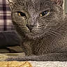 cat, gray_cat, close_up, yellow_eyes, resting, fur, whiskers, indoor, pet, animal, mammal, face, portrait, feline, cozy, blanket, plaid_background, domestic_cat, relaxed, cute
