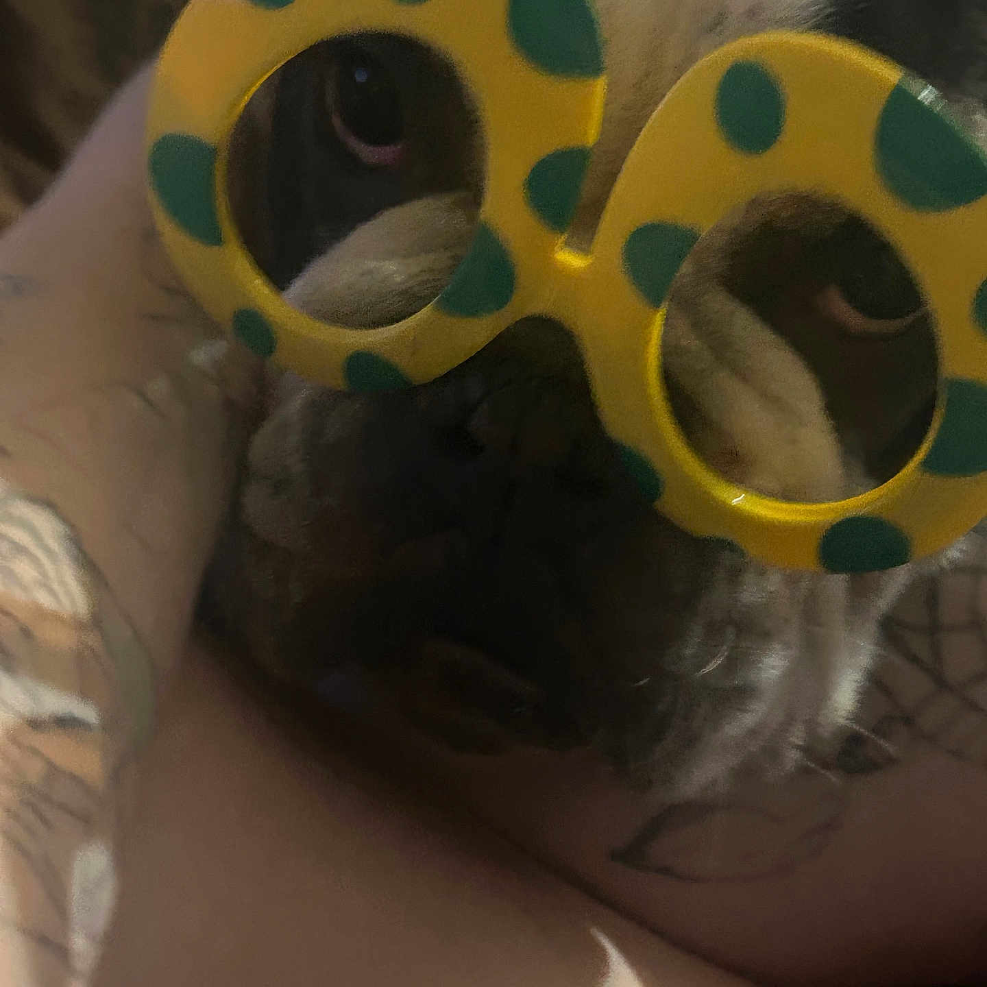 Pancake joined the competition — help win amazing prizes! dog, glasses, yellow_glasses, polka_dots, close_up, tattoo, arm, pet, animal, resting, face, brown, black, cute, playful, cozy, indoor, funny, eyewear, portrait