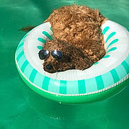 Maggie joined the competition — help win amazing prizes! dog, pool, inflatable_ring, sunglasses, water, summer, relaxation, curly_fur, pet, floating, sunny, outdoor, leisure, canine, swimming_pool, cool, vacation, fun, animal, daytime