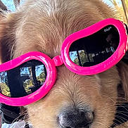 River joined the competition — help win amazing prizes! dog, puppy, golden_retriever, sunglasses, pink, close_up, pet, outdoor, wooden_roof, sunlight, cute, fur, animal, face, nose, whiskers, black_nose, reflection, accessory, portrait