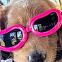 accessory, animal, black_nose, close_up, cute, dog, face, fur, golden_retriever, nose, outdoor, pet, pink, portrait, puppy, reflection, sunglasses, sunlight, whiskers, wooden_roof