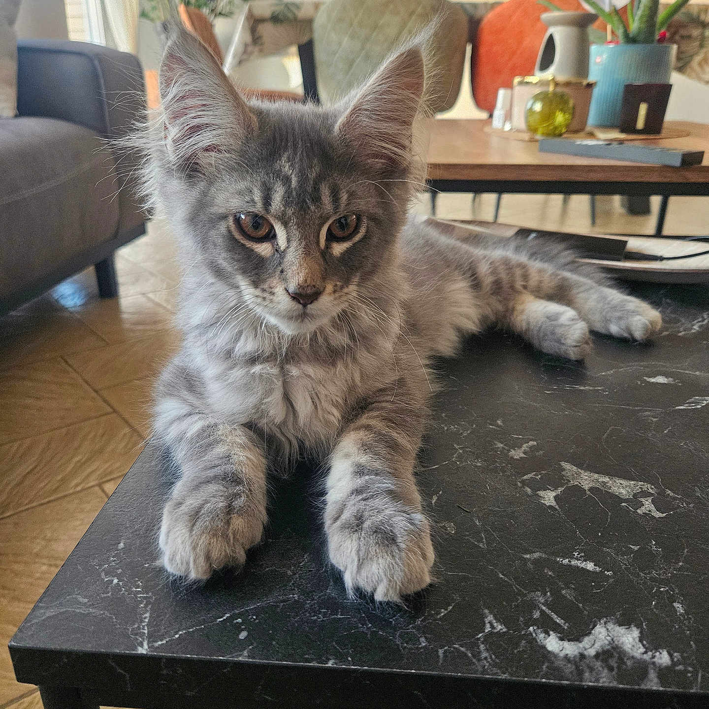 Volt participe au concours pour gagner de l'argent avec cette photo : animal, architecture, building, cat, coffeetable, couch, diningtable, furniture, hardwood, indoors, interiordesign, livingroom, pet, plant, pottedplant, pottery, room, table, tabletop, wood
