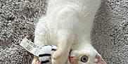 Buzz participe au concours pour gagner de l'argent avec cette photo : animal, blue_eyes, claw, close_up, cute, domestic_cat, feline, indoor, kitten, paw, pet, pink_nose, pink_paw_pads, playful, rug, soft_texture, toy, whiskers, white_cat, young_cat
