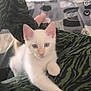 animal, bed, blanket, blue_eyes, cat, close_up, comfort, cute, domestic_animal, feline, green_pants, indoor, kitten, patterned_clothing, paw, pet, resting, soft_light, white_cat, young_cat