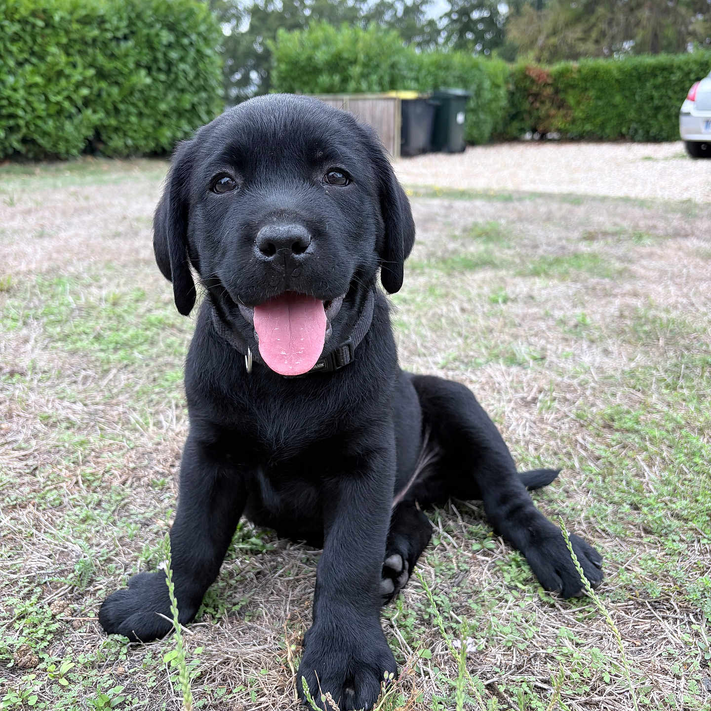 Koda