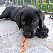 Koda participe au concours pour gagner de l'argent avec cette photo : black_dog, black_fur, chewing, close_up, daylight, floppy_ears, garden, greenery, labrador, looking_at_camera, lying_down, outdoor, patio, pet, portrait, puppy, railing, rope_toy, sad_expression, tile_floor