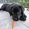 black_dog, black_fur, chewing, close_up, daylight, floppy_ears, garden, greenery, labrador, looking_at_camera, lying_down, outdoor, patio, pet, portrait, puppy, railing, rope_toy, sad_expression, tile_floor