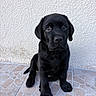 Koda a rejoint le concours — aidez-le/la à gagner de superbes lots ! animal, black_dog, black_fur, brown_eyes, canine, cute, dog, floppy_ears, indoor, labrador, looking_at_camera, paws, pet, photography, portrait, puppy, sitting, tail, textured_wall, tile_floor
