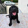 Koda participe au concours pour gagner de l'argent avec cette photo : black_dog, collar, daylight, garden, happy, hedge, house, labrador, open_mouth, outdoor, parked_car, pet, porch, portrait, puppy, railing, sitting, smiling, tile_floor, tongue_out