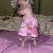 Spots is registered to the contest to win money with this photo: animal, bed, bedroom, blanket, cute, dog, domestic, furry_mohawk, hairless, indoor, looking_away, mohawk, pajamas, pet, pink, purple_bedspread, sitting, sleepwear, small_dog, spotted_skin