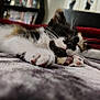 cat, kitten, sleeping, calico, paw, close_up, fur, whiskers, indoor, cozy, resting, soft, pet, animal, cute, blurred_background, home, relaxation, mammal, feline