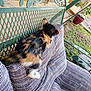 kitten, cat, calico, striped_cushion, bench, metal_bench, outdoor, garden, plant_pot, greenery, pet, sleeping, relaxing, animal, feline, cute, striped_pattern, paw, fur, resting