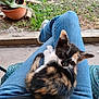 kitten, cat, calico, lap, jeans, person, outdoor, grass, plant, potted_plant, curious, cozy, sitting, fur, tail, whiskers, casual, relaxing, nature, concrete
