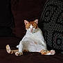 Sherbert joined the competition — help win amazing prizes! animal, cat, chair, couch, cute, domestic_cat, feline, fur, home, indoor, looking, mammal, orange_and_white, paws, pet, relaxed, seated, sitting, tail, whiskers