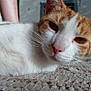 cat, orange_and_white, close_up, whiskers, pink_nose, relaxed, lying_down, woven_rug, textured_surface, natural_light, indoor, feline, pet, fur, animal, soft_light, blurred_background, human_arm, resting, portrait