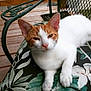 cat, orange_and_white, relaxed, cushion, floral_pattern, chair, metal_chair, outdoor, wooden_deck, pet, animal, feline, whiskers, ears, paws, resting, close_up, natural_light, daytime, garden