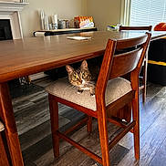 Frankie joined the competition — help win amazing prizes! animal, blinds, cat, chair, cozy, curious, cushion, domestic, floor, flooring, furniture, household_items, indoor, looking, pet, sideboard, tabby_cat, window, wood, wooden_table