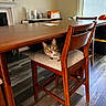 animal, blinds, cat, chair, cozy, curious, cushion, domestic, floor, flooring, furniture, household_items, indoor, looking, pet, sideboard, tabby_cat, window, wood, wooden_table