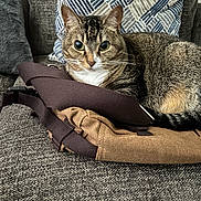 Frankie joined the competition — help win amazing prizes! animal, backpack, cat, couch, cozy, curious, ears, eyes, fabric, furniture, indoor, living_room, pet, pillow, relaxing, resting, striped, tabby, textured, whiskers