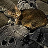 Frankie is registered to the contest to win money with this photo: animal, blanket, cat, comfort, couch, cozy, domestic_cat, feline, fur, home, indoor, pattern, pet, relaxed, resting, skull_pattern, soft, tabby_cat, textile, whiskers