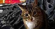 Frankie joined the competition — help win amazing prizes! animal, blanket, brown, cat, cozy, curious, door, floor, furniture, home, indoor, pajamas, pet, red_tunnel, relaxed, skull_pattern, tabby_cat, toy, whiskers, white_chest