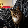 animal, blanket, brown, cat, cozy, curious, door, floor, furniture, home, indoor, pajamas, pet, red_tunnel, relaxed, skull_pattern, tabby_cat, toy, whiskers, white_chest