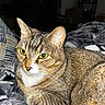 Frankie is registered to the contest to win money with this photo: animal, blanket, cat, closeup, comfortable, cozy, cute, domestic, ears, eyes, feline, fur, indoor, mammal, pet, relaxed, resting, sleepy, tabby, whiskers