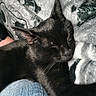 Mutie joined the competition — help win amazing prizes! kitten, cat, black_cat, sleeping, resting, curled_up, fur, whiskers, ears, nose, blanket, couch, cozy, indoors, home, human_hand, wristwatch, denim, close_up, pet