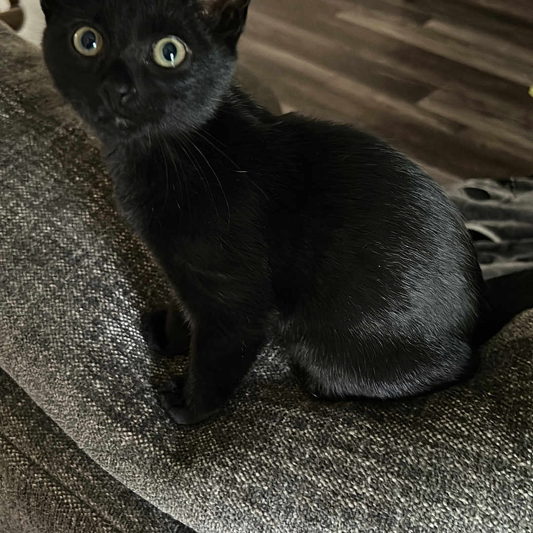 Mutie is registered to the contest to win money with this photo: black_cat, kitten, cat, animal, pet, sitting, indoors, couch, furniture, green_eyes, pointed_ears, short_hair, fur, curious, portrait, close_up, living_room, toys, home, vertical_photo