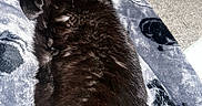 Mutie is registered to the contest to win money with this photo: cat, black_cat, sleeping, relaxed, lying_down, belly_up, indoor, blanket, bed, cozy, pet, feline, whiskers, ears, paws, fur, close_up, portrait, comfortable, home