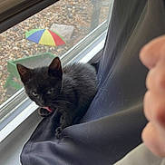 Mutie is registered to the contest to win money with this photo: black_cat, kitten, cat, animal, pet, sitting, windowsill, window, blinds, curtain, indoor, sunlight, tongue, meowing, portrait, close_up, home, patio, umbrella, playful