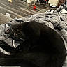 Mutie is registered to the contest to win money with this photo: cat, black_cat, sleeping, lying_down, pet, animal, whiskers, collar, blanket, bed, cozy, indoors, living_room, home, wood_floor, pet_toys, red_ball, robot_vacuum, furniture, relaxed