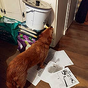 Titi a rejoint le concours — aidez-le/la à gagner de superbes lots ! animal, bags, brown_dog, cabinet, canine, container, curious, dog, floor, home, household, indoor, investigation, paper_sheets, papers, pet, spout, stacked_books, white_container, wooden_floor