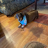 Oscar joined the competition — help win amazing prizes! animal, bandana, brown_dog, carpet, couch, cute, dachshund, dog, dog_treat, domestic_animal, floor, flooring, furniture, indoor, living_room, pet, resting, small_dog, table, wooden_floor
