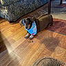 animal, bandana, brown_dog, carpet, couch, cute, dachshund, dog, dog_treat, domestic_animal, floor, flooring, furniture, indoor, living_room, pet, resting, small_dog, table, wooden_floor