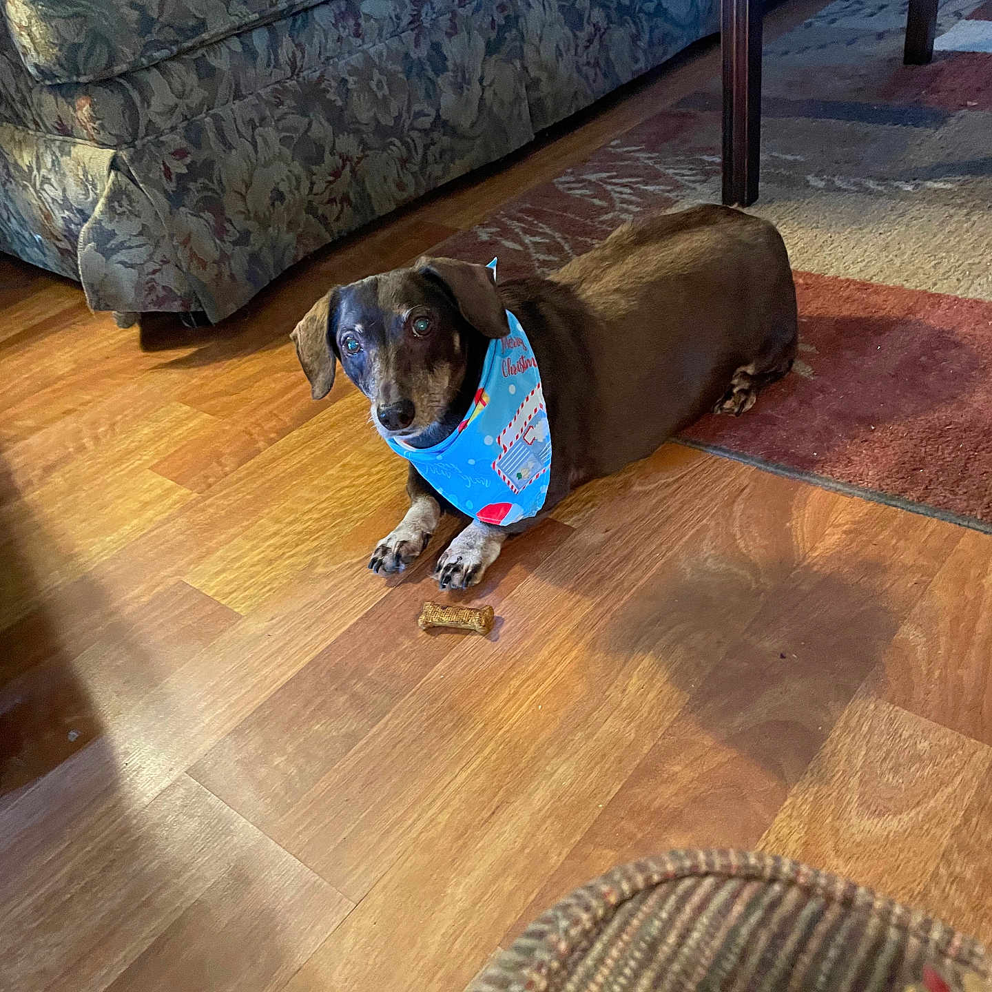 Oscar joined the competition — help win amazing prizes! animal, bandana, brown_dog, carpet, couch, cute, dachshund, dog, dog_treat, domestic_animal, floor, flooring, furniture, indoor, living_room, pet, resting, small_dog, table, wooden_floor