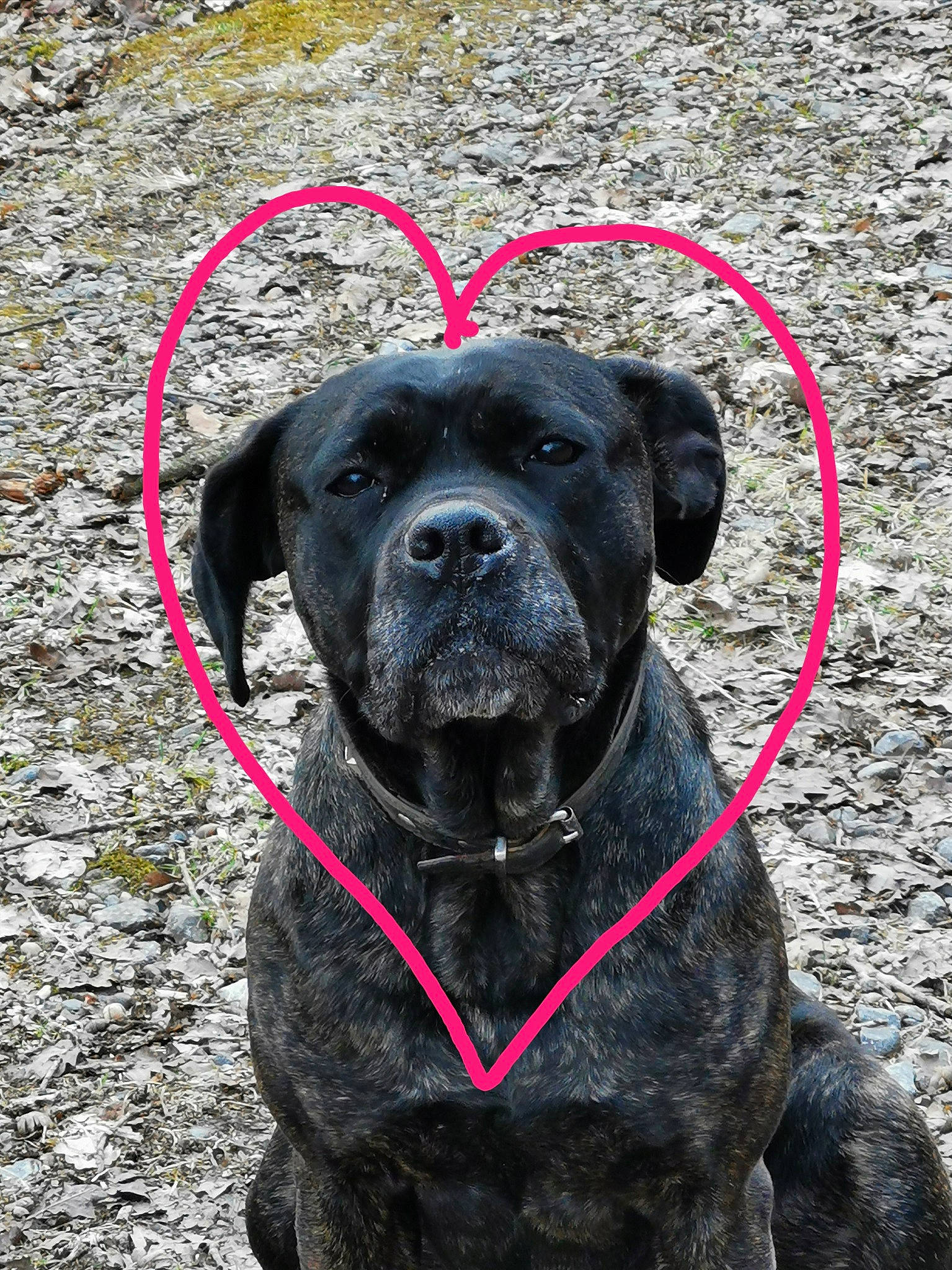 Nena participe au concours pour gagner de l'argent avec cette photo : ancient_dog_breeds, borador, canidae, carnivore, collar, companion_dog, dog, dog_breed, dog_collar, fawn, guard_dog, gun_dog, non_sporting_group, pet_supply, sporting_group, terrestrial_animal, whiskers, working_animal, working_dog, wrinkle