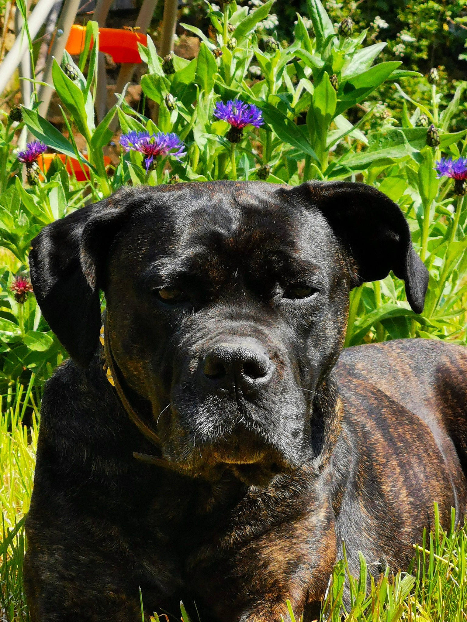 Nena a rejoint le concours — aidez-le/la à gagner de superbes lots ! borador, botany, canidae, carnivore, companion_dog, dog, dog_breed, dog_collar, fawn, flower, garden, grass, groundcover, liver, plant, snout, sporting_group, terrestrial_animal, working_animal, working_dog