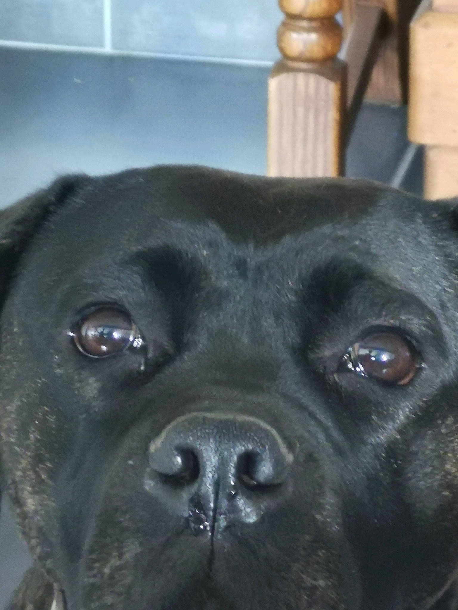 Nena a rejoint le concours — aidez-le/la à gagner de superbes lots ! borador, canidae, carnivore, companion_dog, dog, dog_breed, eye, fawn, fur, head, jaw, non_sporting_group, plant, snout, sporting_group, terrestrial_animal, whiskers, wildlife, working_animal