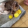 dog, brown_dog, long_hair, pet, animal, sitting, dog_bed, blanket, toy, rubber_duck, ball, indoor, home, tiled_floor, furniture, portrait, looking_at_camera, floppy_ears, cute, social_media_screenshot