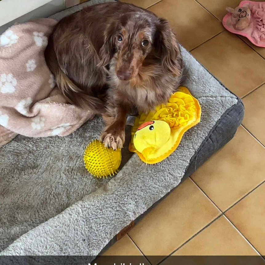 Billy a rejoint le concours — aidez-le/la à gagner de superbes lots ! dog, brown_dog, long_hair, pet, animal, sitting, dog_bed, blanket, toy, rubber_duck, ball, indoor, home, tiled_floor, furniture, portrait, looking_at_camera, floppy_ears, cute, social_media_screenshot