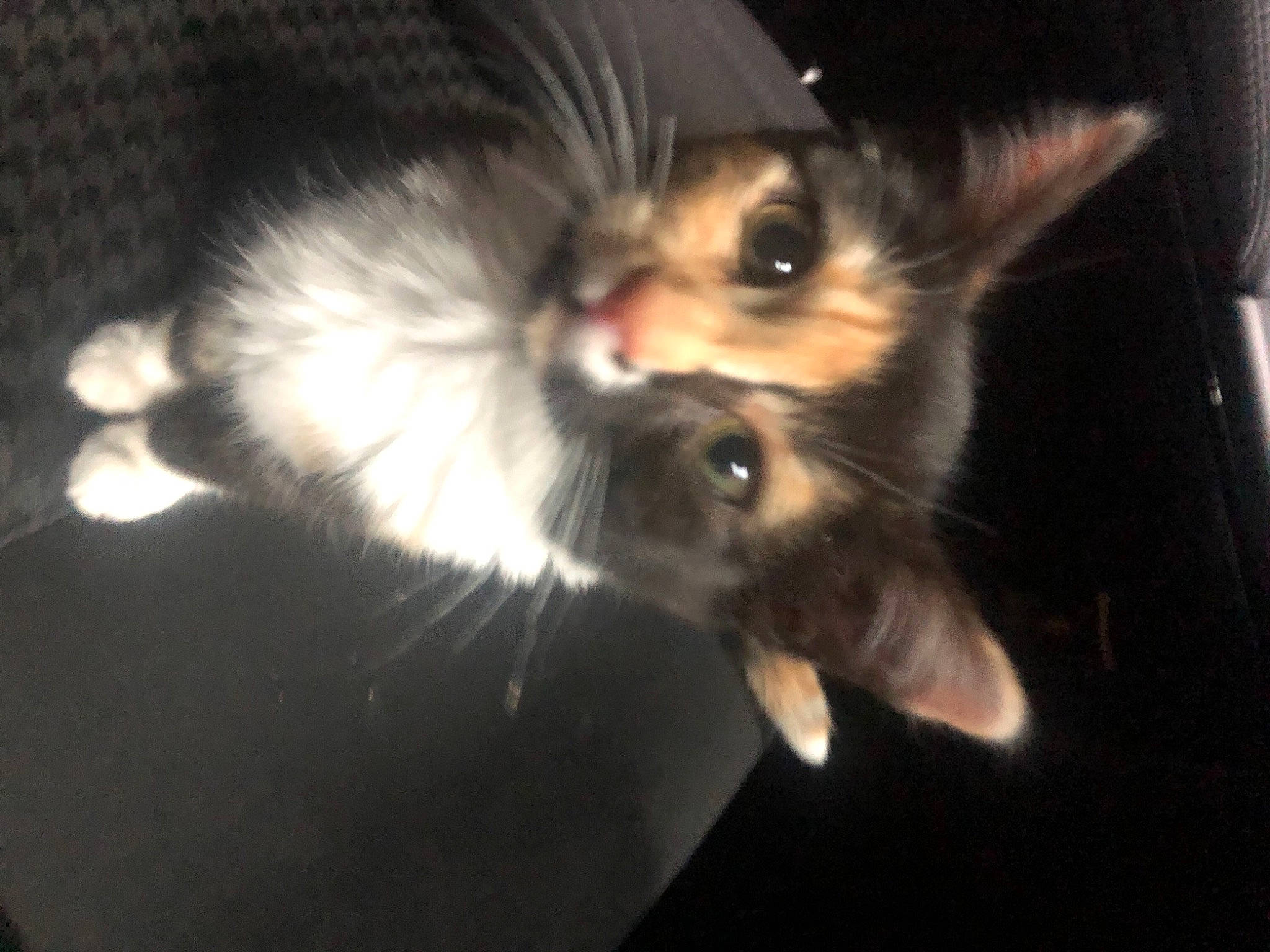 Kat is registered to the contest to win money with this photo: carnivore, cat, cat_toy, claw, companion_dog, darkness, dog_breed, ear, eye, fawn, felidae, foot, fur, paw, small_to_medium_sized_cats, snout, tail, whiskers, wildlife, wing