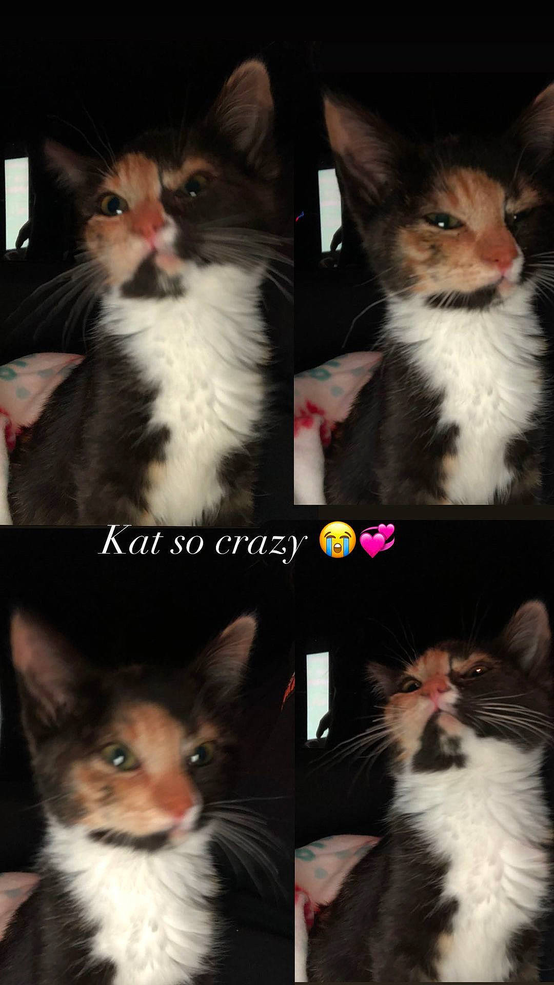 Kat is registered to the contest to win money with this photo: beauty, carnivore, cat, collage, event, facial_expression, felidae, formal_wear, fur, iris, light, mammal, photo_caption, photograph, small_to_medium_sized_cats, snapshot, snout, vertebrate, whiskers, white